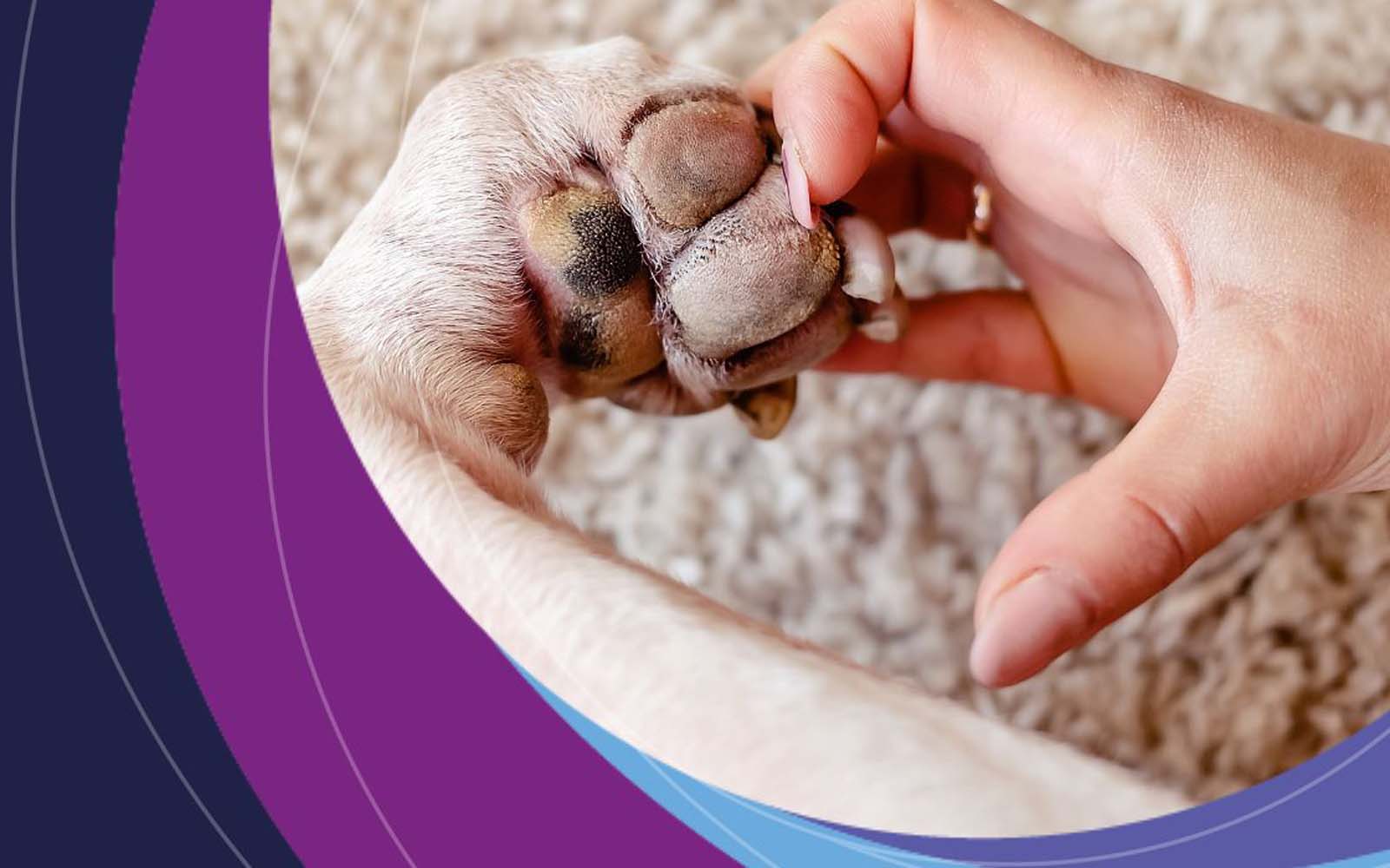 A hand touching a dog paw